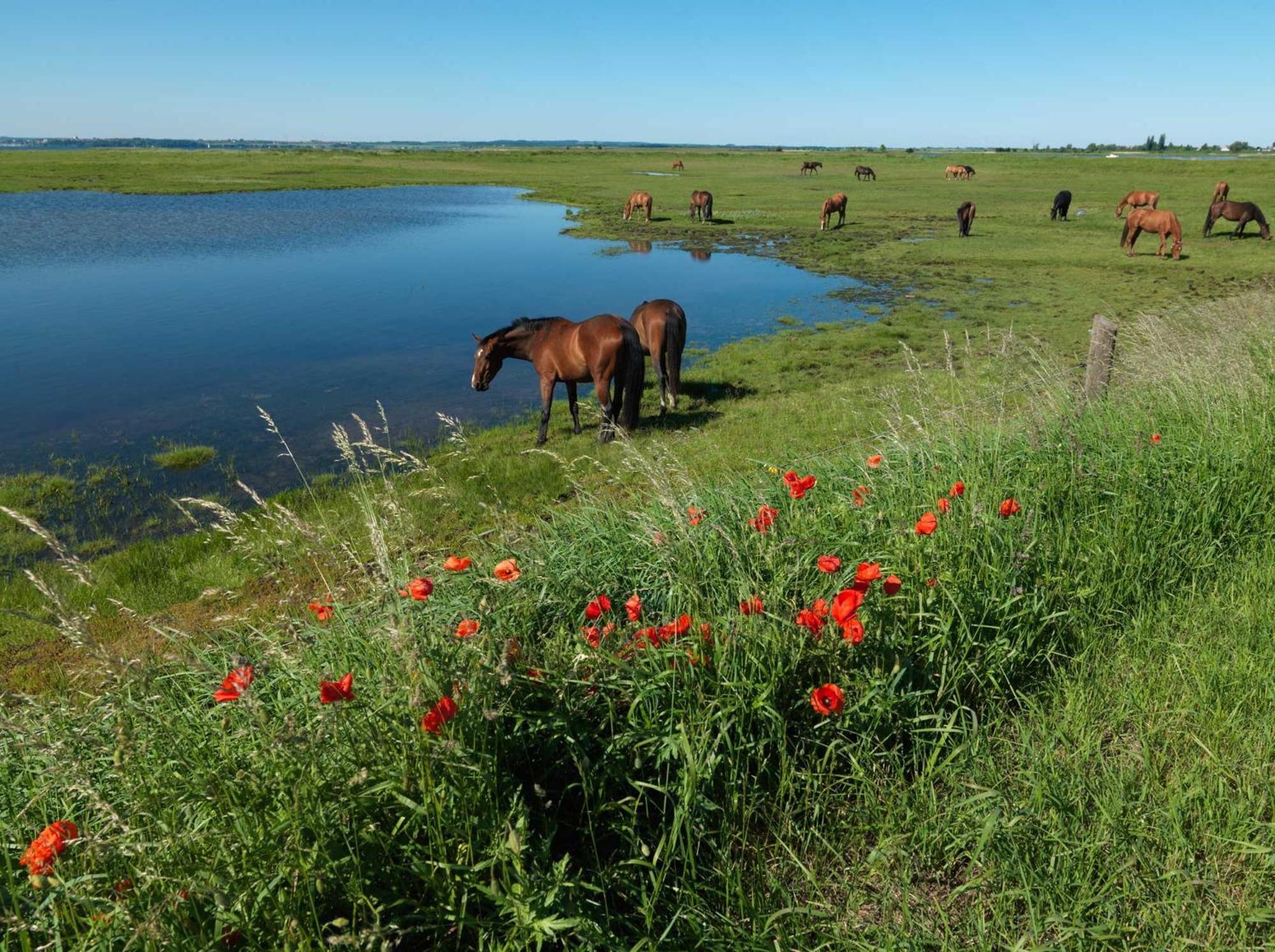 Luett Kajuet - Fip Park Lägenhet Insel Poel Exteriör bild